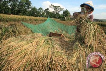  Surplus Beras Juni-Agustus Mencapai 109.188 Ton