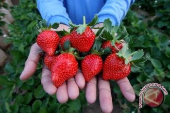 Strawberi Rejanglebong diminati pengunjung wisata 