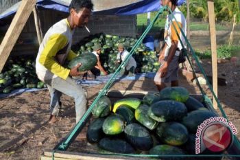 Petani Banyuasin panen semangka