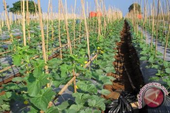 Petani peroleh bantuan jutaan benih melon 