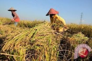 Parigi Moutong produksi padi 267.000 ton selama 2018