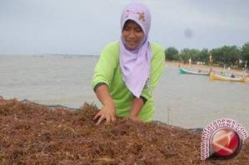 DKP Kaltim Kembangkan Budidaya Rumput Laut