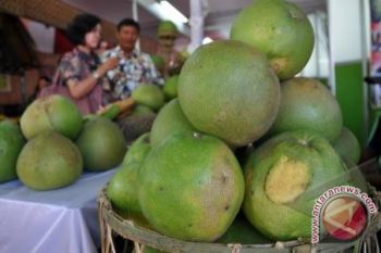 Jeruk pamelo Indonesia potensial dikembangkan