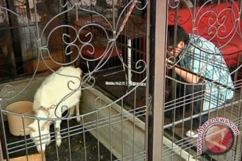  Cafe Di Tokyo Pikat Pelanggan Dengan Kambing