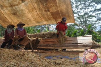 Produksi Padi Lampung Diperkirakan 3,15 Juta Ton 