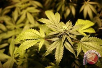 Thailand revisi UU untuk buka jalan bagi swasta memproduksi ganja