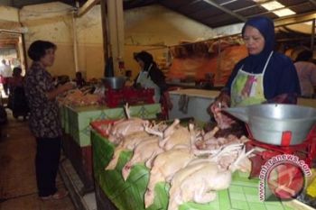 Harga daging ayam di Gunung Kidul tinggi 