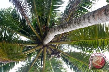 Produksi Kelapa di Lampung Merosot