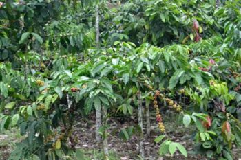 Kopi Lampung Barat
