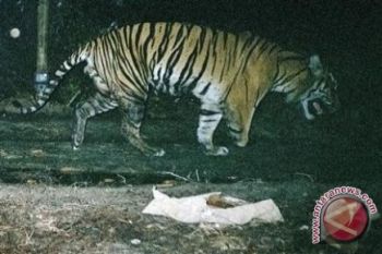 Jerat Harimau Sumatera DiBersihkan