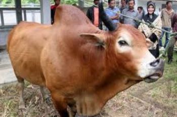 Bulog Siapkan 200 Sapi Potong Dalam Negeri