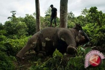 Presiden Minta Pembunuh Gajah Ditangkap