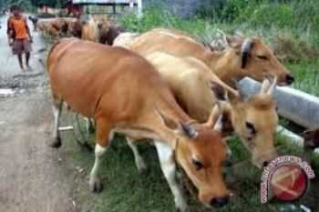 Pemkab Perketat Pengawasan Pemotongan Sapi untuk Lebaran