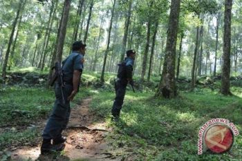 WWF: Indonesia perlu lebih banyak polisi hutan