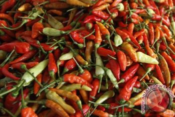 Kini, Satu Buah Cabai Rawit Dihargai Rp200