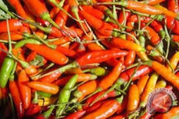 Harga Cabai Rawit Jumbo 'Terbang' Menjadi Rp60.000/kg