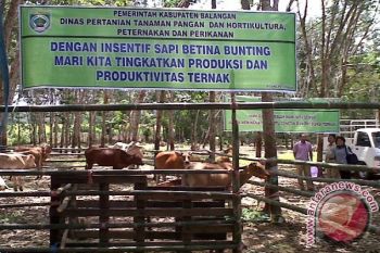BALANGAN DISTRIBUSIKAN BANTUAN ADARO