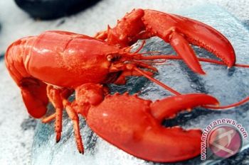 Lobster kota mataram terjual hingga ke bali