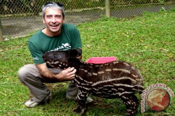 Tapir TSI menjadi perhatian Kebun Binatang Australia