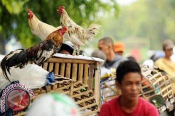 Harga Ayam Kampung dan Ras Melonjak 