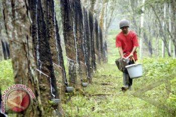 Petani di Morowali Menjerit Harga Karet Anjlok