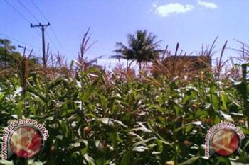 Petani Jagung di Mamuju Tengah Gagal Tanam 