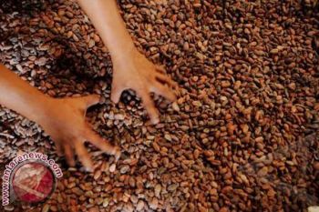 Harga kakao di Polman turun 
