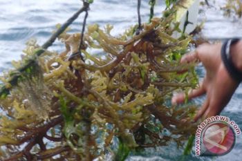 Pemkot mataram kembali membudidayakan rumput laut