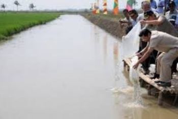 Minapadi Lele Aman dari Serangan Hama Tikus