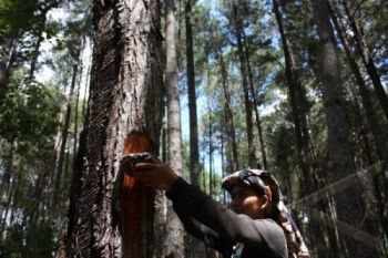 Warga Tolak Penyadapan Pinus