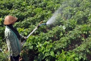 Embun Upas Rusak Puluhan Hektare Tanaman Kentang