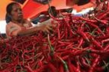 Produksi Cabai di Banten Meningkat 90,75 Persen