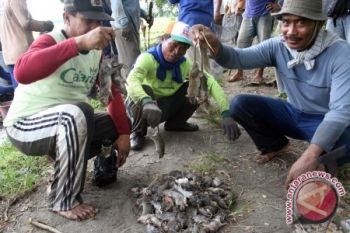 Ramai-Ramai Berburu Tikus