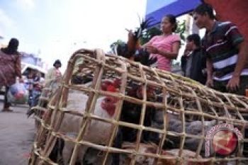 Ayam kampung masih primadona untuk lebaran