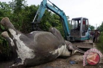 Habitat Gajah Sumatera di Jambi Menyusut Drastis