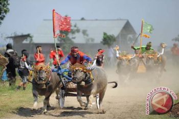 Ratusan pasang kerbau ramaikan "makepung" 