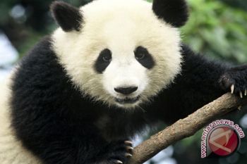 Bayi Panda Ketemu Induknya
