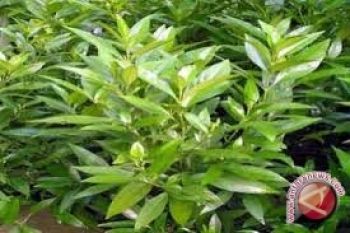 Pil KB pria dari Gandarusa segera diproduksi 