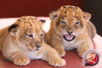  Kronologis Kematian Singa Dan Harimau Di Jambi