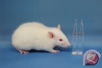 Tikus menyanyi waktu mencari pasangan