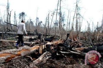 WWF mulai lakukan intervensi pengelolaan sawit berkelanjutan