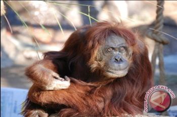  OIC Apresiasi BKSDA Sita Orangutan Sumatra