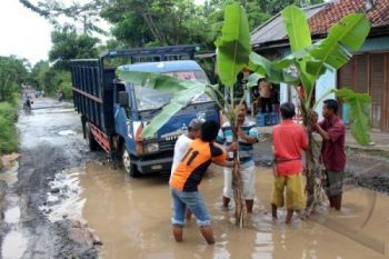 Jengkel, Jalan Rusak di Cilacap Ditanami Pohon Pisang