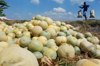 PANEN MELON