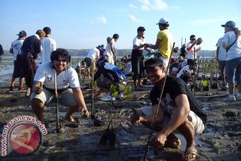 Kosti Tanam Bakau di Pulau Serangan