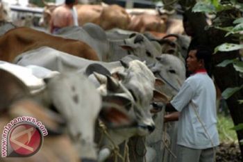 Sulsel targetkan populasi ternak 1,6 juta ekor