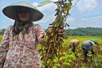 Pakar: Kembangkan Kedelai Lokal