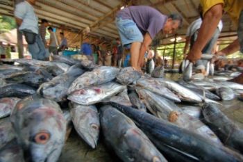 Pasokan Merosot, Harga Ikan di TPI Naik 50 Persen