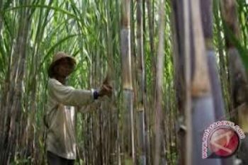 Ampas Tebu Bisa Jadi Bahan Kertas