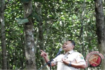 Pemerintah Telah Menanam 1,6 Miliar Pohon